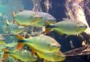Pivetta articula mudanças na Lei da Pesca e estuda liberar uma espécie proibida